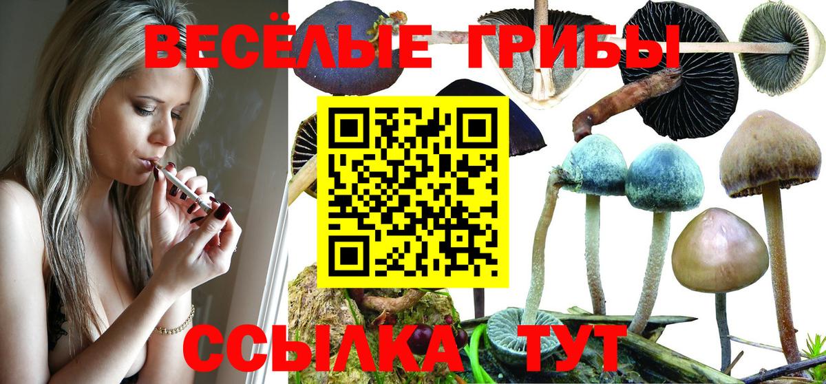 Галлюциногенные грибы Cubensis Камень-на-Оби